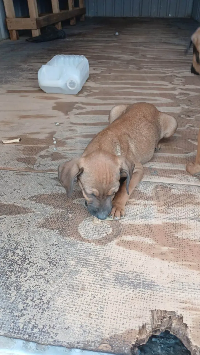 Cachorro ra a SRD-ViraLata idade Abaixo de 2 meses nome Falar com João - Whats 11 91608-3122