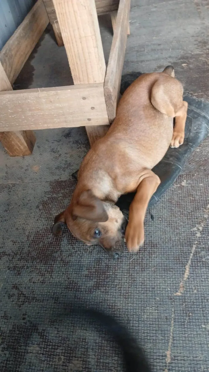 Cachorro ra a SRD-ViraLata idade Abaixo de 2 meses nome Falar com João - Whats 11 91608-3122