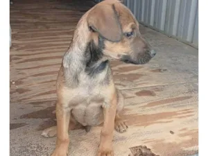 Cachorro raça SRD-ViraLata idade Abaixo de 2 meses nome Falar com João - Whats 11 91608-3122