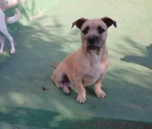 Cachorro raça SRD-ViraLata idade 1 ano nome Pitoco