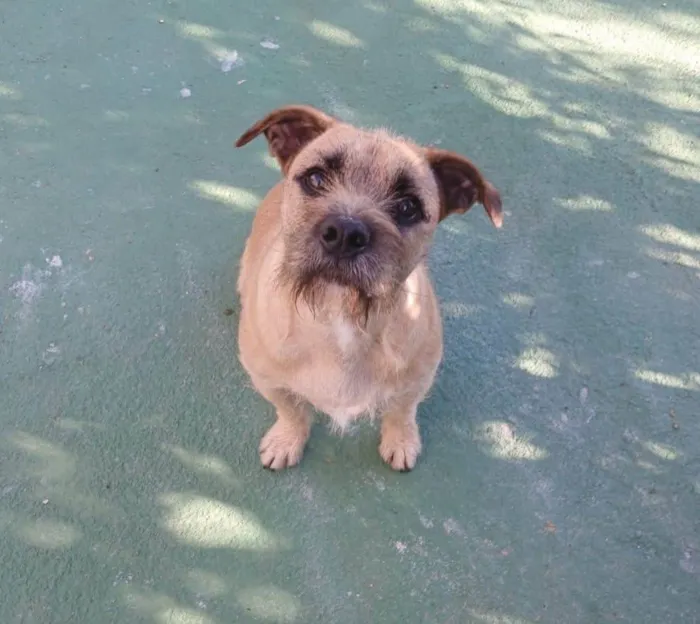 Cachorro ra a SRD-ViraLata idade 1 ano nome Pitoco
