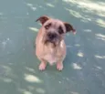 Pitoco