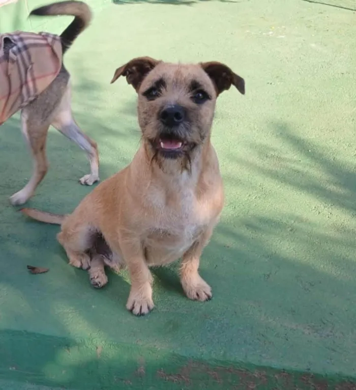 Cachorro ra a SRD-ViraLata idade 1 ano nome Pitoco