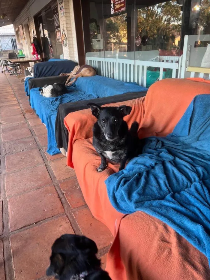 Cachorro ra a SRD-ViraLata idade 5 anos nome Scottie