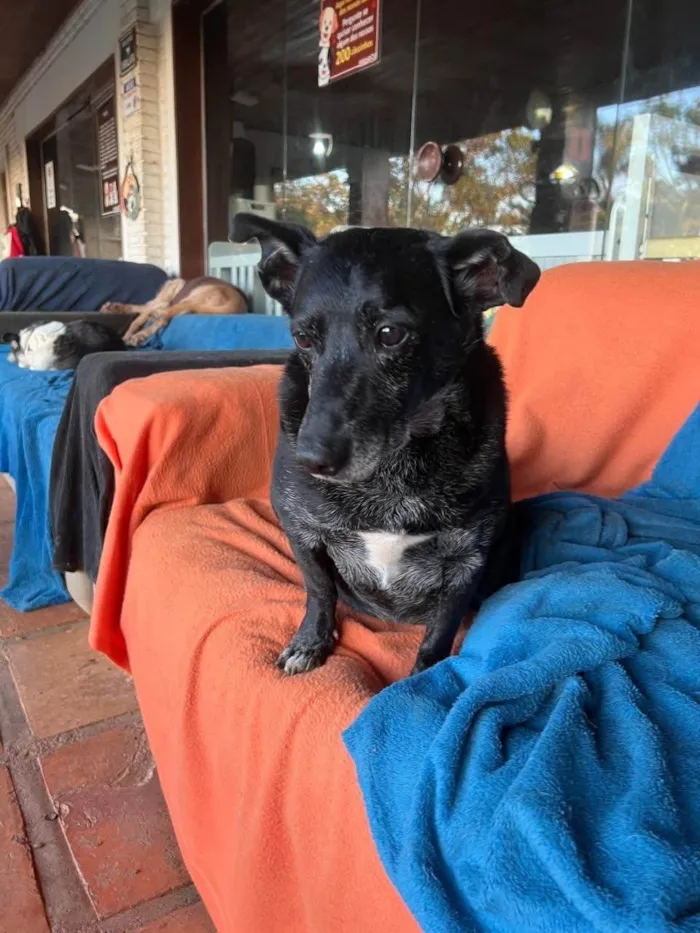 Cachorro ra a SRD-ViraLata idade 5 anos nome Scottie