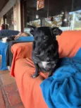Scottie