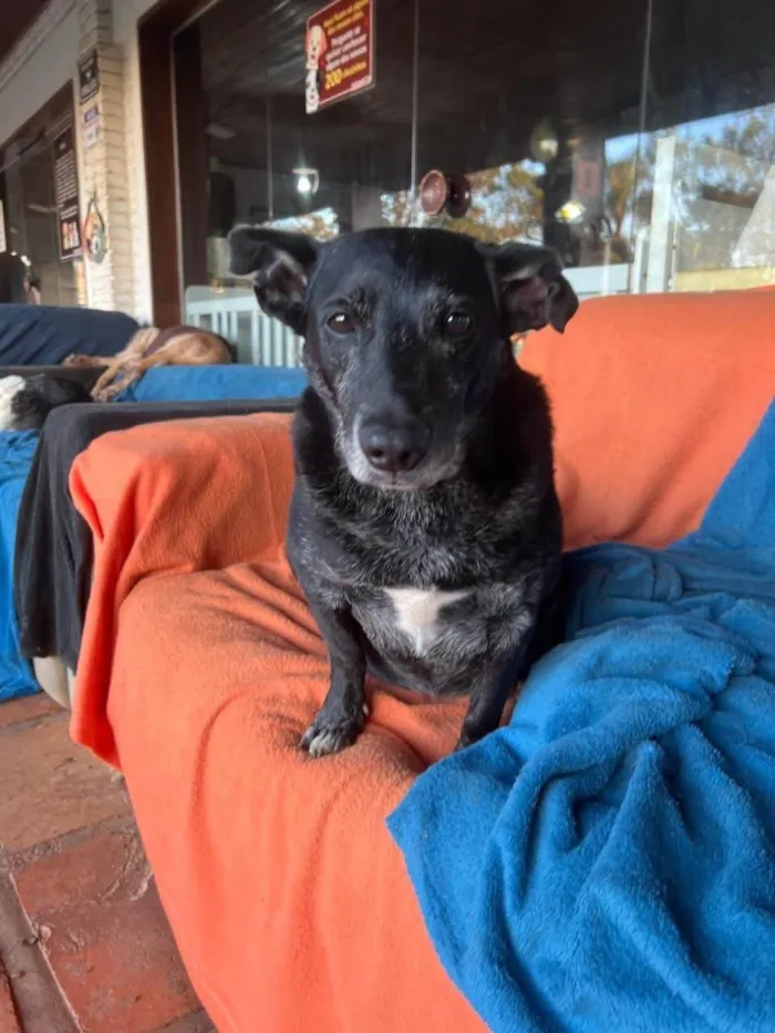 Cachorro ra a SRD-ViraLata idade 5 anos nome Scottie