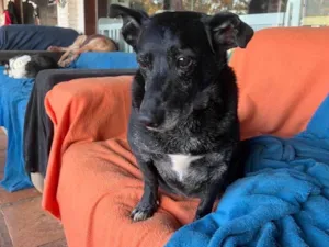 Cachorro raça SRD-ViraLata idade 5 anos nome Scottie