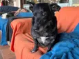 Scottie