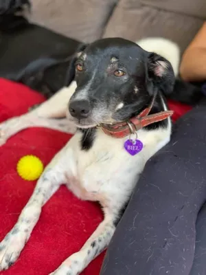 Cachorro raça SRD-ViraLata idade 6 ou mais anos nome Biel