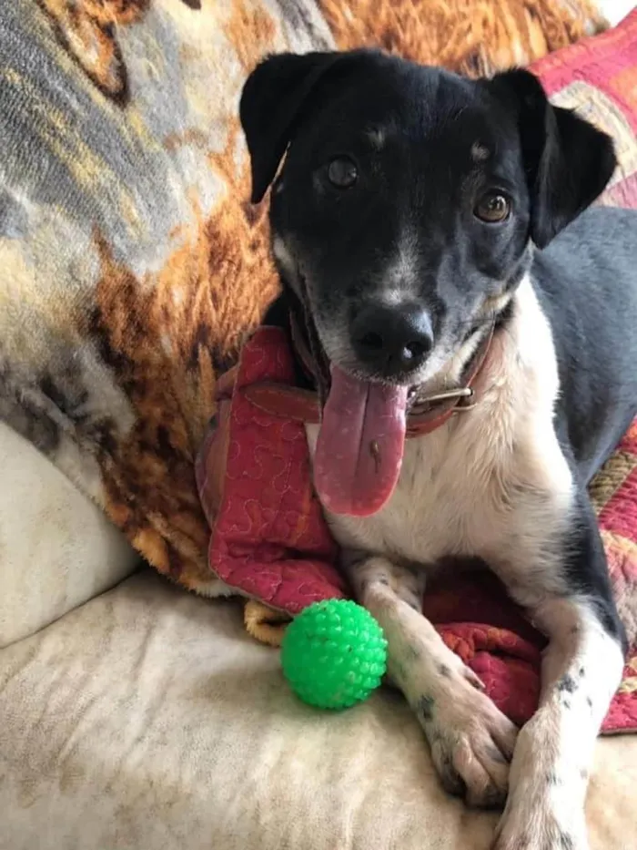 Cachorro ra a SRD-ViraLata idade 6 ou mais anos nome Biel