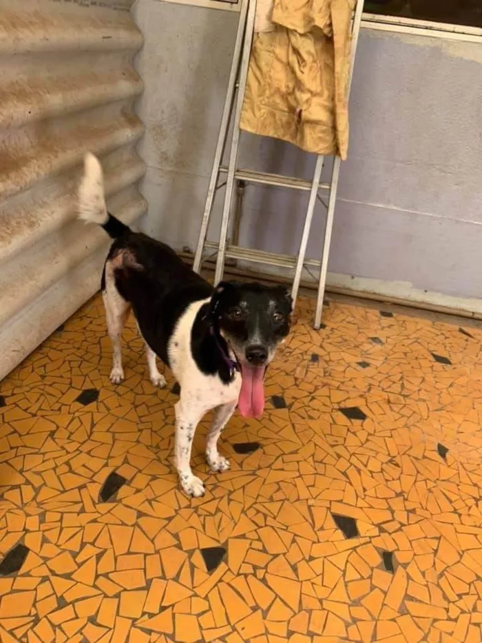 Cachorro ra a SRD-ViraLata idade 6 ou mais anos nome Biel