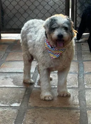 Cachorro raça SRD-ViraLata idade 6 ou mais anos nome Tônico 