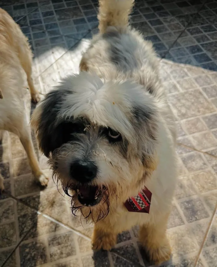 Cachorro ra a SRD-ViraLata idade 6 ou mais anos nome Tônico 