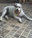 Tônico 