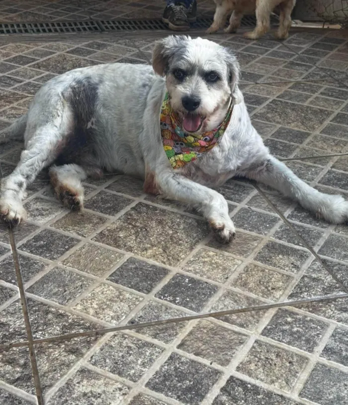 Cachorro ra a SRD-ViraLata idade 6 ou mais anos nome Tônico 