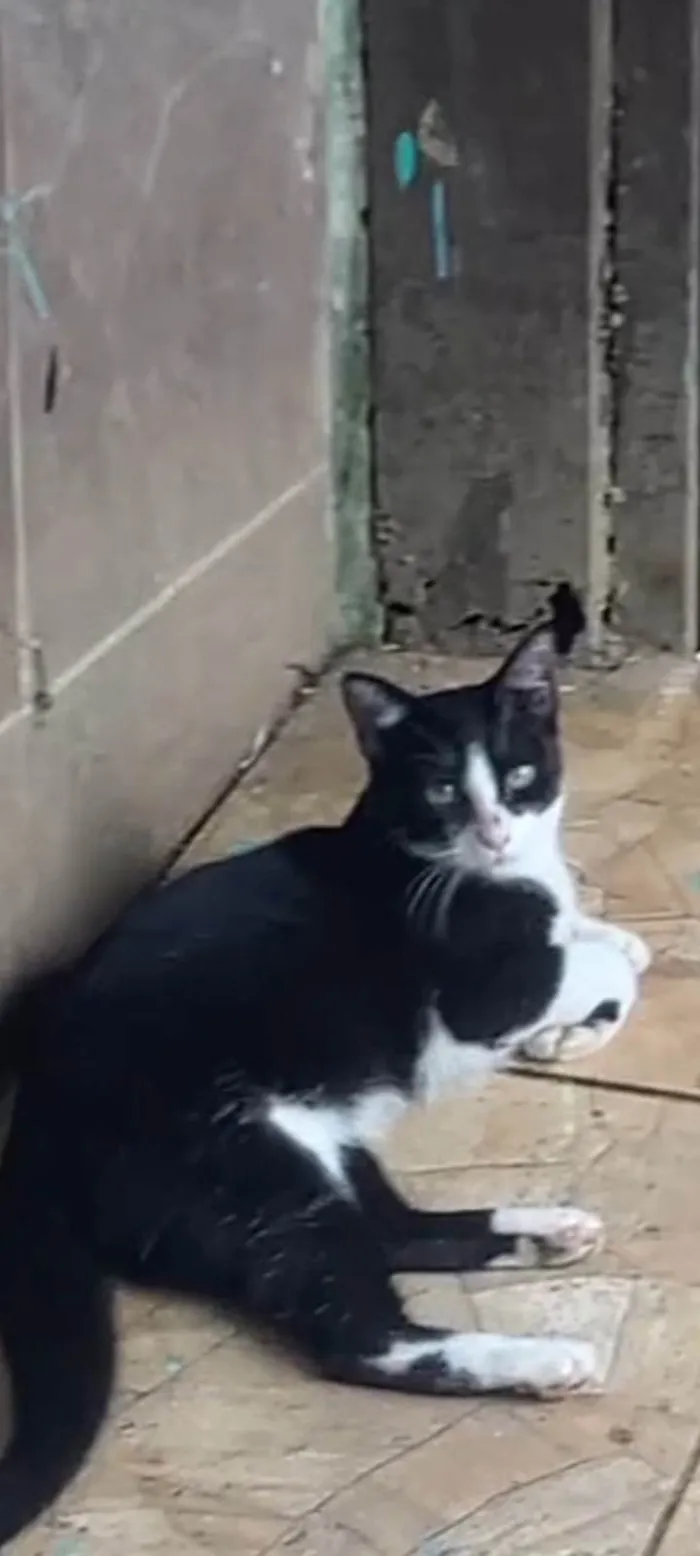 Gato ra a SRD-ViraLata idade 2 anos nome Frajola