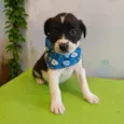 Cáqui