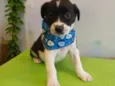 Cáqui
