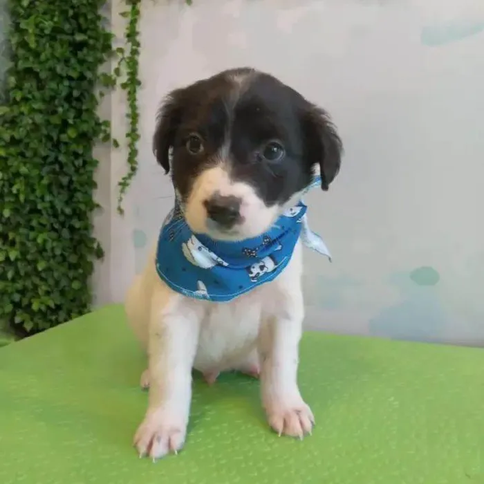 Cachorro ra a SRD-ViraLata idade 2 a 6 meses nome Castanha