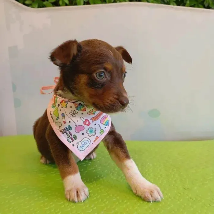 Cachorro ra a SRD-ViraLata idade 2 a 6 meses nome Cacau