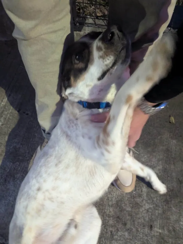 Cachorro ra a SRD-ViraLata idade 1 ano nome Sem nome