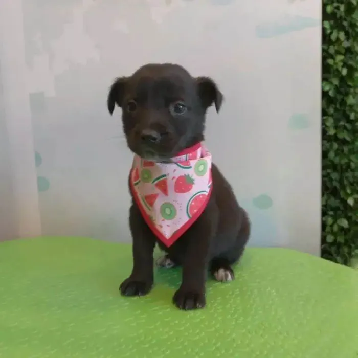 Cachorro ra a SRD-ViraLata idade 2 a 6 meses nome Caju