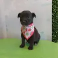 Caju