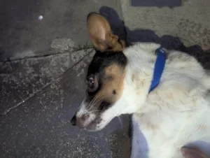 Cachorro raça SRD-ViraLata idade 1 ano nome Sem nome