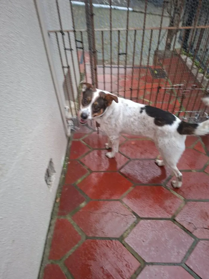Cachorro ra a SRD-ViraLata idade 1 ano nome Sem nome
