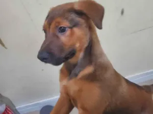 Cachorro raça SRD-ViraLata idade 2 a 6 meses nome Roky