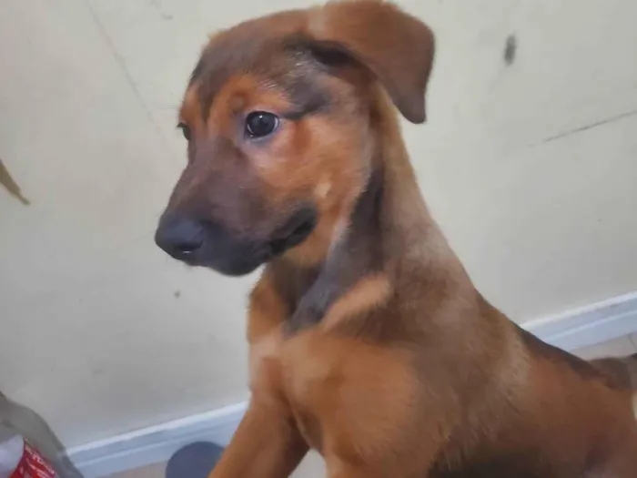 Cachorro ra a SRD-ViraLata idade 2 a 6 meses nome Roky