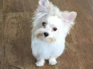 Cachorro raça Yorkshire idade Abaixo de 2 meses nome Vitoria Benedetti 
