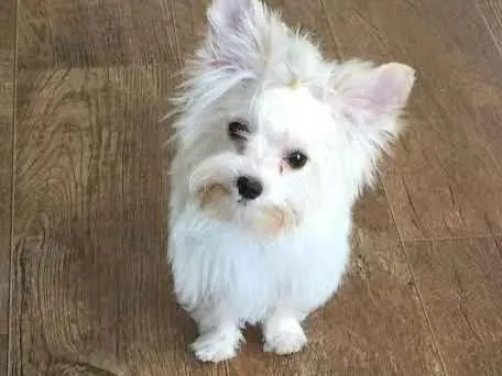 Cachorro ra a Yorkshire idade Abaixo de 2 meses nome Vitoria Benedetti 
