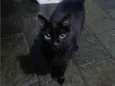 Mumuzinho 