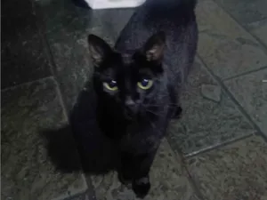 Gato raça SRD-ViraLata idade 2 anos nome Mumuzinho 