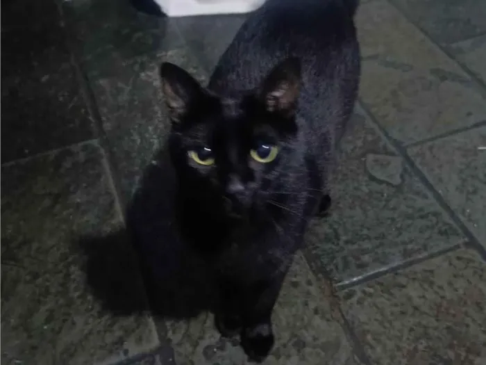 Gato ra a SRD-ViraLata idade 2 anos nome Mumuzinho 