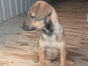 Cachorro raça SRD-ViraLata idade Abaixo de 2 meses nome Falar com João - Whats 11 91608-3122