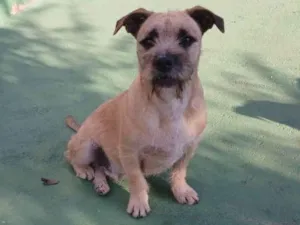 Cachorro raça SRD-ViraLata idade 1 ano nome Pitoco