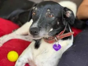 Cachorro raça SRD-ViraLata idade 6 ou mais anos nome Biel