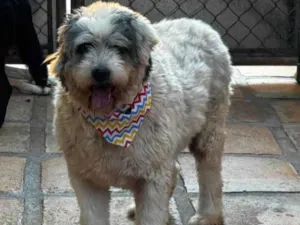 Cachorro raça SRD-ViraLata idade 6 ou mais anos nome Tônico 