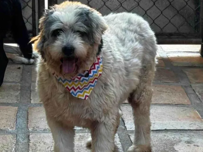Cachorro ra a SRD-ViraLata idade 6 ou mais anos nome Tônico 