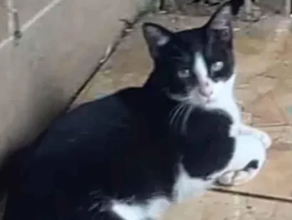 Gato raça SRD-ViraLata idade 2 anos nome Frajola