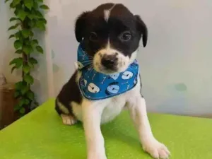 Cachorro raça SRD-ViraLata idade 2 a 6 meses nome Cáqui