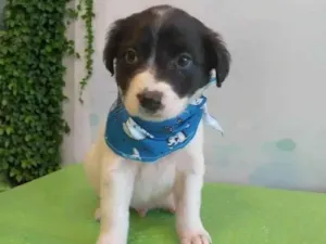 Cachorro raça SRD-ViraLata idade 2 a 6 meses nome Castanha