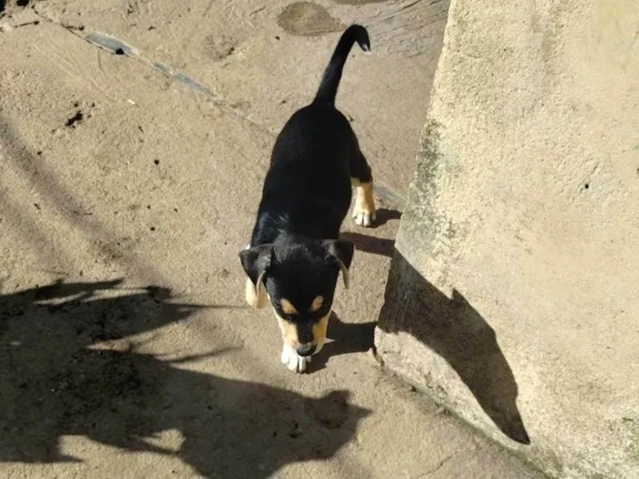 Cachorro ra a SRD-ViraLata idade 2 a 6 meses nome Pistache