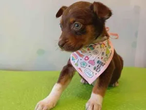 Cachorro raça SRD-ViraLata idade 2 a 6 meses nome Cacau