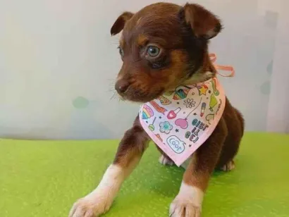 Cachorro raça SRD-ViraLata idade 2 a 6 meses nome Cacau