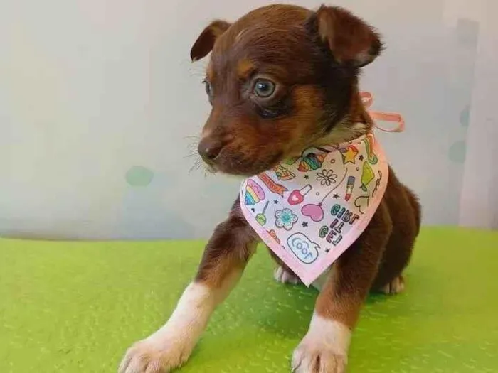 Cachorro ra a SRD-ViraLata idade 2 a 6 meses nome Cacau