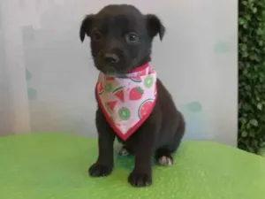 Cachorro raça SRD-ViraLata idade 2 a 6 meses nome Caju
